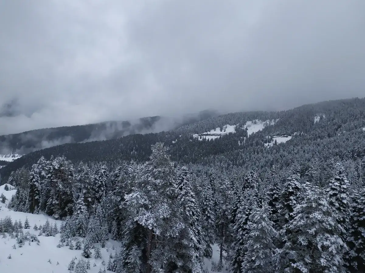 Ilgaz Dağı Millî Parkı’nda karla kaplı iğne yapraklı ormanlar ve sisli dağ yamaçları